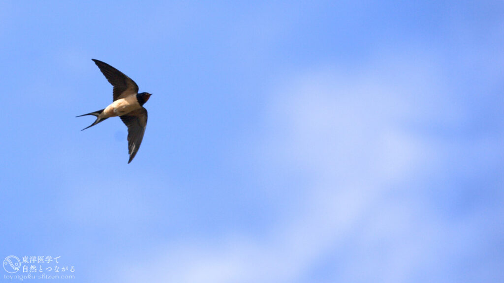 青空を飛び回るつばめ