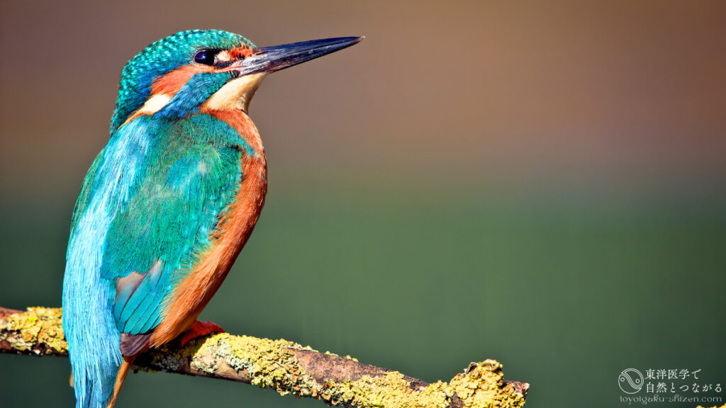 コバルトブルーの羽根が輝くカワセミのオス