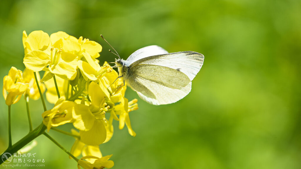 菜の花の蜜を吸うモンシロチョウ