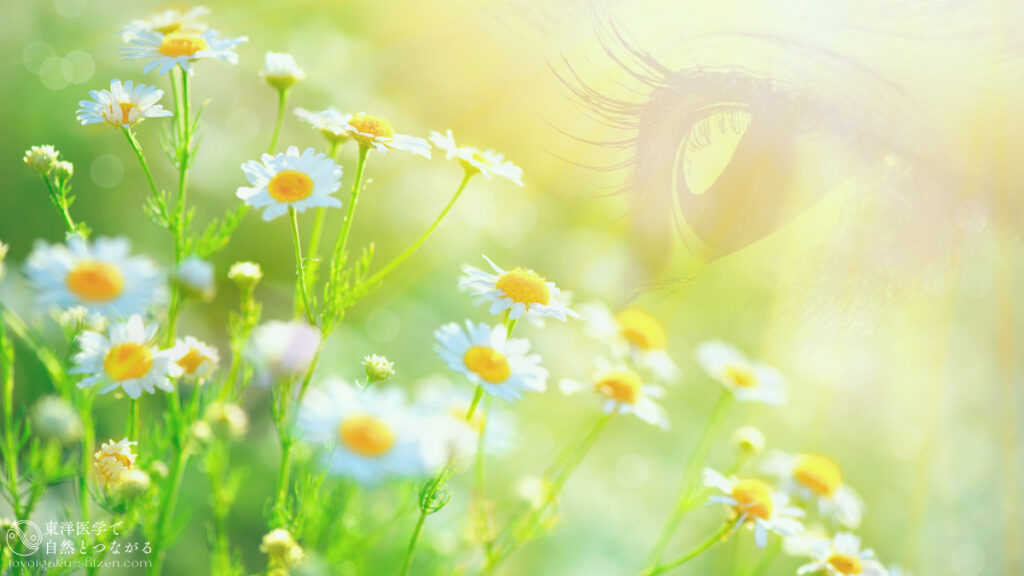 カモミールの花と人間の視覚イメージの二重露光写真