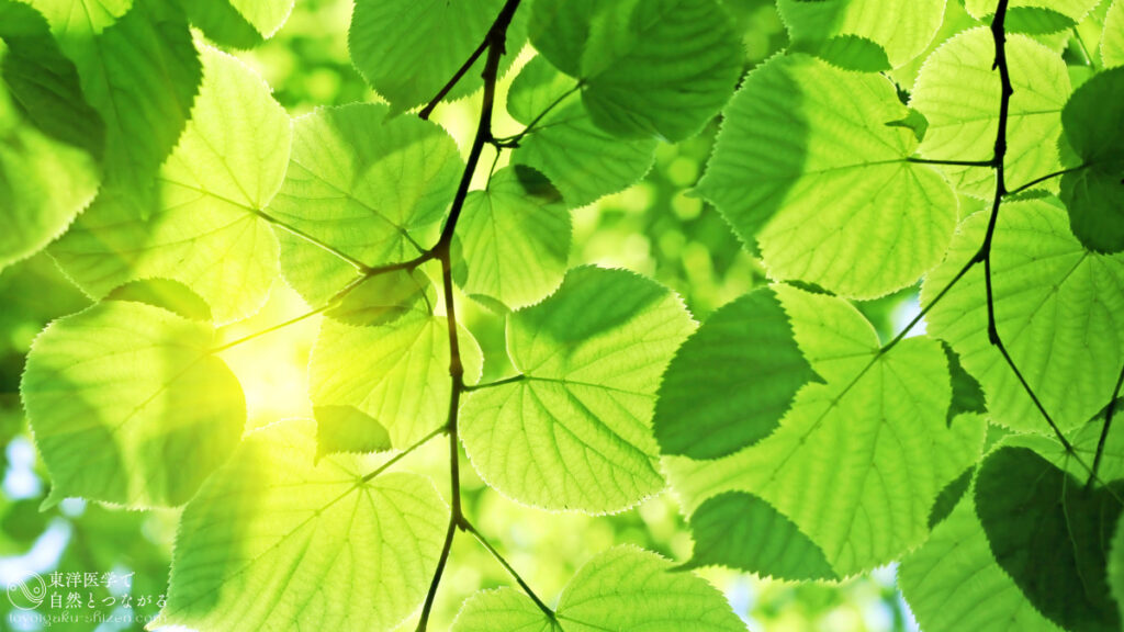 太陽光が透過して黄緑色に輝く冬菩提樹（フユボダイジュ）の若葉