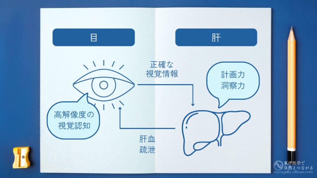 東洋医学における目と肝の相関図。肝からの肝血と疏泄によって目の視覚認知が、目からの視覚情報によって肝の計画力と洞察力が発揮される。