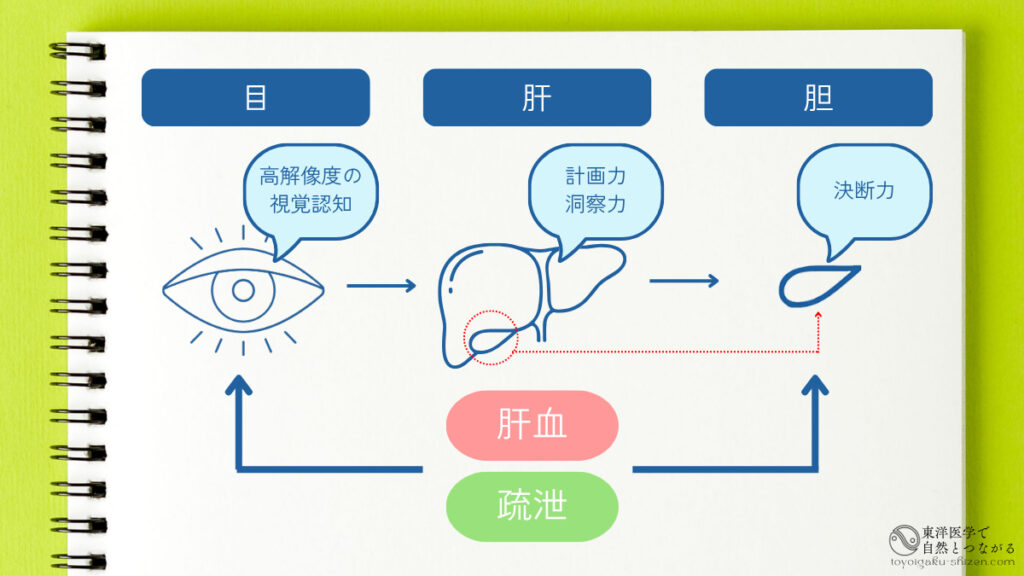 東洋医学における目と肝と胆の相関図。目の正確な情報収集によって肝が的確に計画し、胆が迷いなく決断できる。
