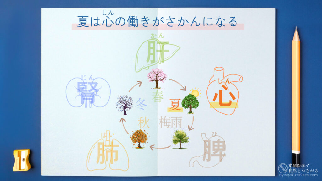 五臓と季節の関係図。夏は心（しん）の働きがさかんになる