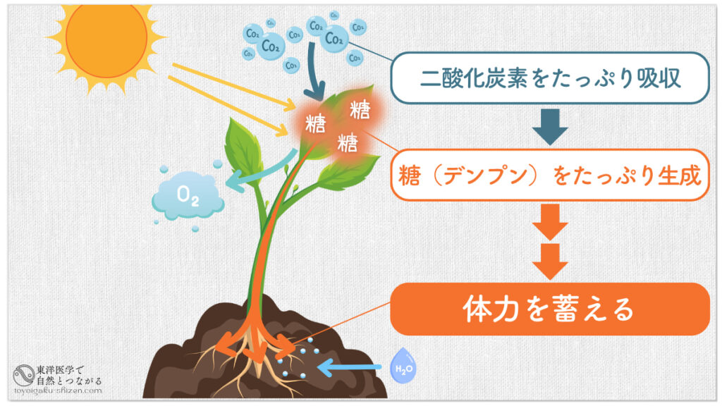 光合成の説明図。夏至~小暑は、大量の太陽エネルギーと二酸化炭素と水から、たっぷりと糖(デンプン)を生成。その余剰分が貯蓄されて冬をしのぐエネルギーとなる。