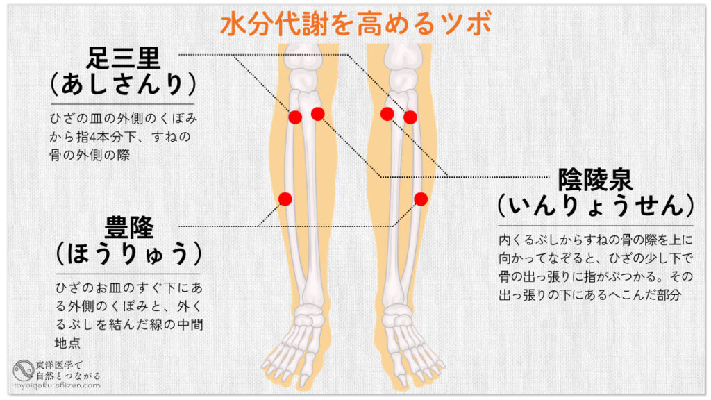 足三里(あしさんり)、陰陵泉(いんりょうせん)、豊隆(ほうりゅう)のツボの位置