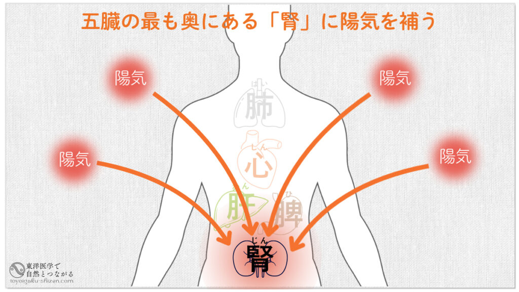 東洋医学の冬病夏治(とうびょうかち)の説明図。腎に陽気を補う
