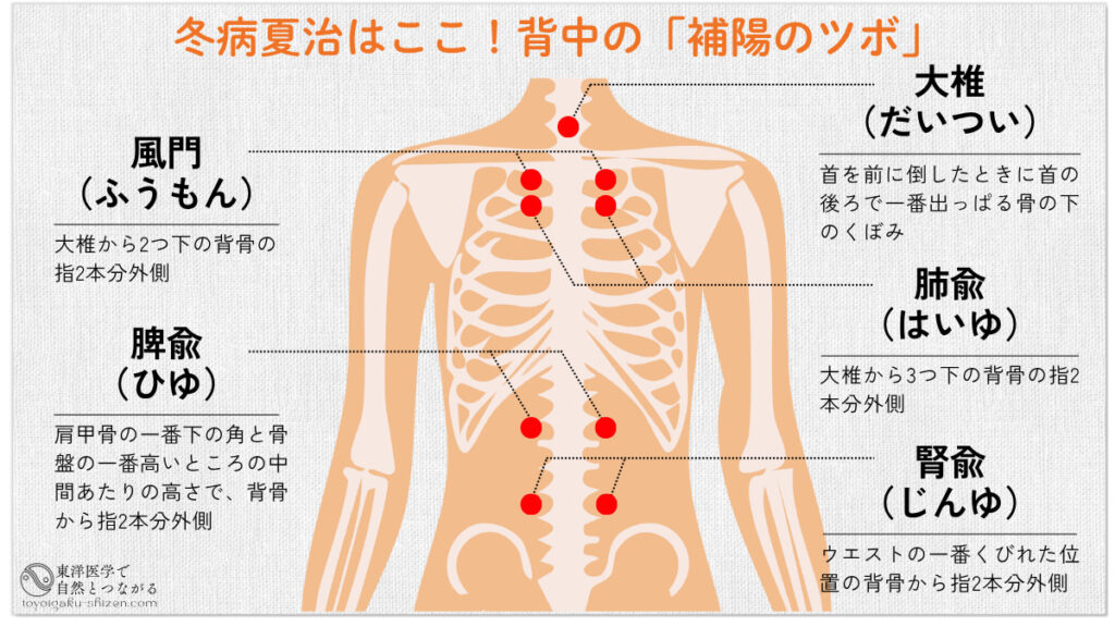 大椎(だいつい)、風門(ふうもん)、肺兪(はいゆ)、脾兪(ひゆ)、腎兪(じんゆ)のツボの位置
