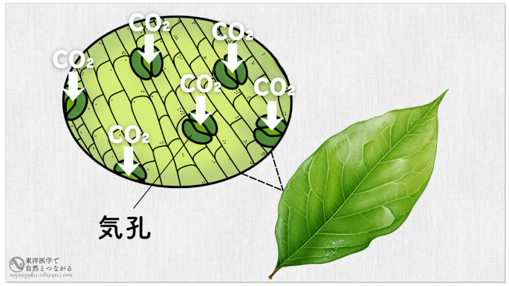 植物の葉や茎の開口部である「気孔」の図。二酸化炭素を吸収する入口となっている。