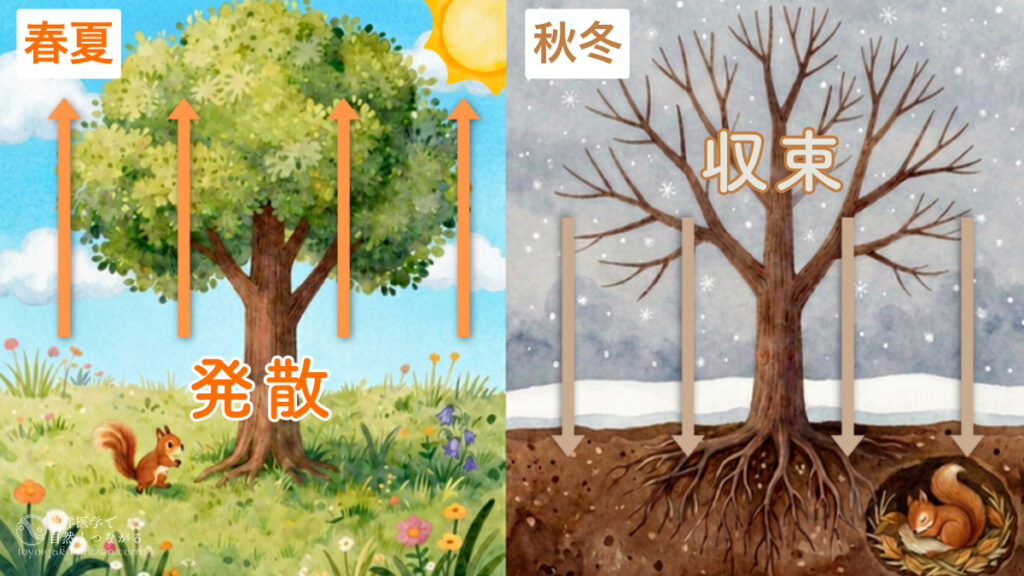 東洋医学の季節感の説明図。春と夏はエネルギーが外向き・上向きに発散される季節、秋と冬はエネルギーが内向き・下向きに収束する季節