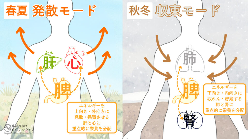 五臓の脾（ひ）の運化の説明図。春と夏は肝と心に、秋と冬は肺と腎により多くの栄養を分配する