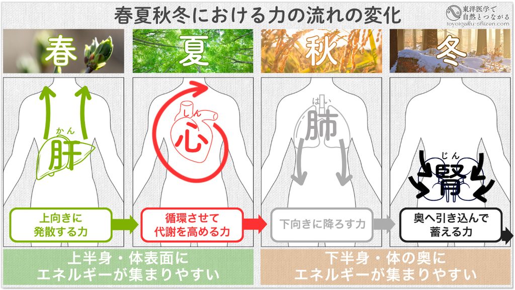 東洋医学の五臓と季節の関係。春は肝の働きが、夏は心の働きが、秋は肺の働きが、冬は腎の働きが強くなる