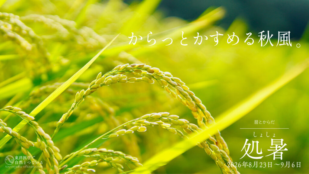 二十四節気「処暑（しょしょ）」のイメージ。黄緑色に色づきはじめた稲穂