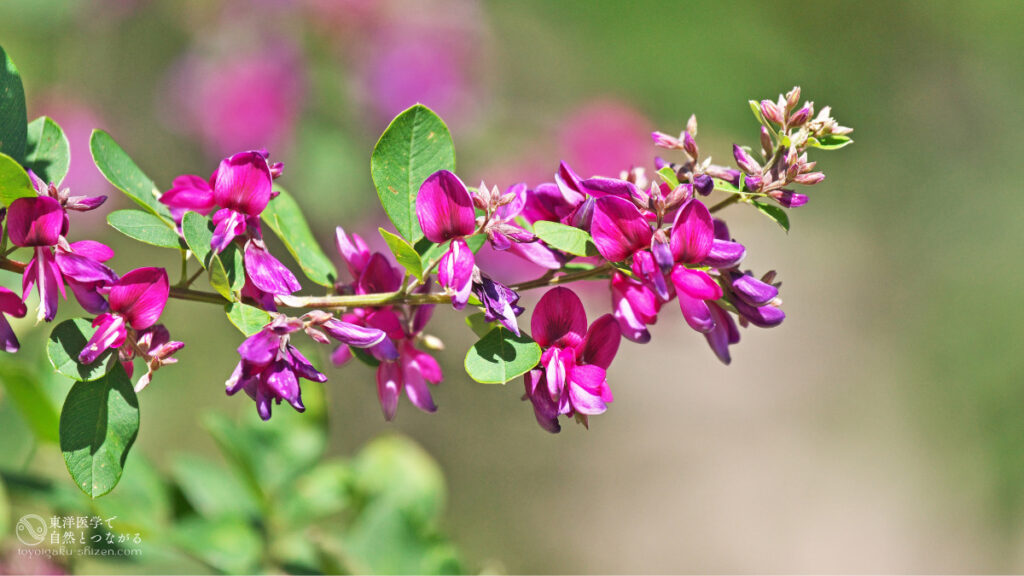 二十四節気「処暑（しょしょ）」のイメージ。秋の七草、ハギの花。