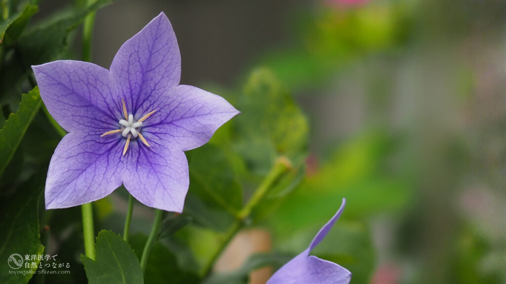 二十四節気「処暑（しょしょ）」のイメージ。秋の七草、キキョウの花。