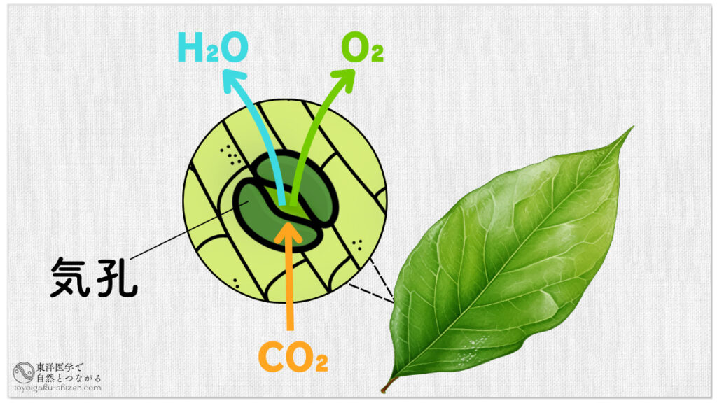 葉の裏側に分布している気孔の図。二酸化炭素（CO2）を吸収し、酸素（O2）と水（H2O）を放出している。