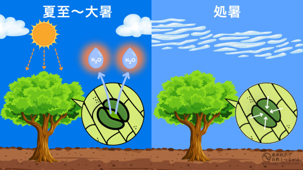 気孔閉鎖の説明図。夏至～大暑は気孔から水分が気化熱を吸収して大気中へと放出。しかし処暑になり空気が乾燥してくると、気孔を閉じて水分の放出を抑える