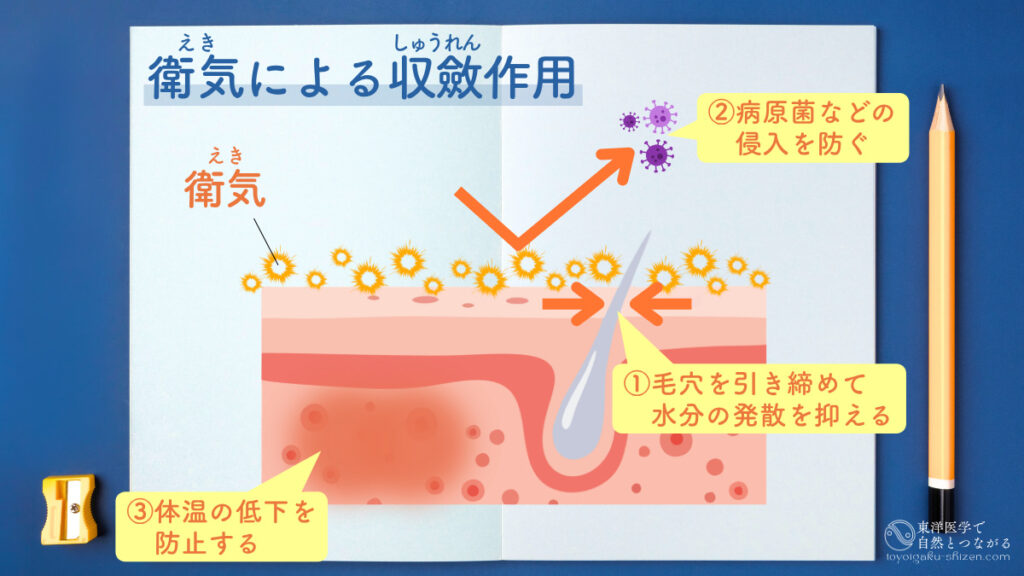 衛気（えき）による収斂（しゅうれん）作用の説明図